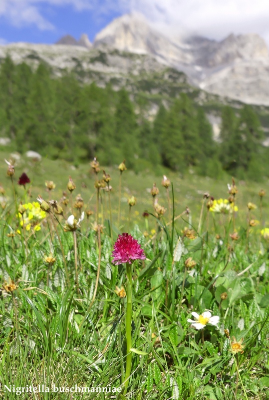 La Nigritella widderi nelle Dolomiti di Brenta.